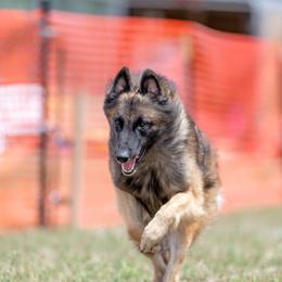 Belgian Tervuren Puppies from SoDak Belgians/ Protégé Belgians