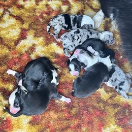 American Corgi and Basset Hound Puppies from High Hopes Hounds