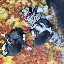 American Corgi and Basset Hound Puppies from High Hopes Hounds