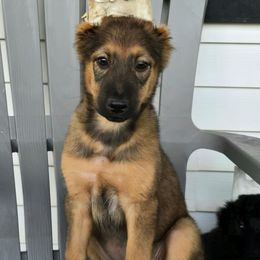 Mini Pepper - Black white and tan female Xoloitzcuintli puppy in Ethridge, Tennessee from Royalty Reigns Xolos