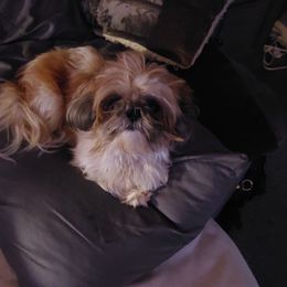 Gamora  babygirl  mommy  moe moe - Shih Tzu