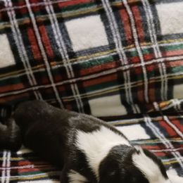 Female 2 - Brindle female Boxer puppy in Shelbyville, Tennessee from Layne's Boxers