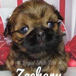 Zachary - Red and white male Shih Tzu puppy in Peoria, Arizona from Loyal Shih Tzu
