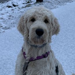 Norma - Goldendoodle