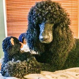 Smoky - Poodle
