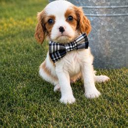 Hamlet - Blenheim male Cavalier King Charles Spaniel puppy in Saint Francis, Minnesota from King Charles