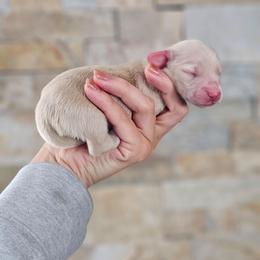 Girl 1 - Cream female Dachshund puppy in Rancho Cucamonga, California from Pretty Little Dachshunds