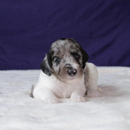 Audi - Blue merle male Aussiedoodle puppy in Springfield, Missouri from Aspen River Doodles