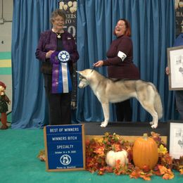 Siberian Husky All Grown Up from Burkeson Siberian Huskies
