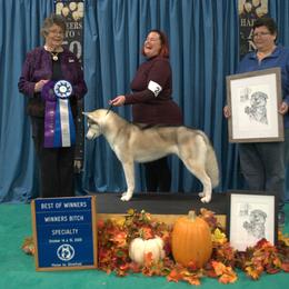 Siberian Husky All Grown Up from Burkeson Siberian Huskies