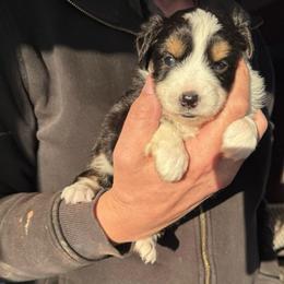 Rainier - Black tri-color male Aussiedoodle puppy in Tonasket, Washington from V5 Aussies