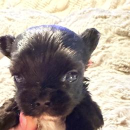 Play little boy blue - Black and gold male Yorkshire Terrier puppy in Centre, Alabama from Sassy Yorkie , miniature schnauzer , Maltese Love of Alabama