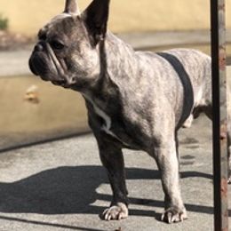 French Bulldogs from Mr. T’s Frenchies