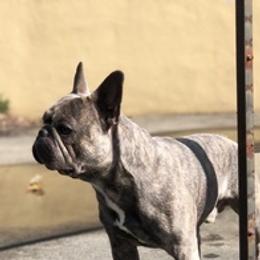 French Bulldogs from Mr. T’s Frenchies