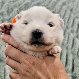 Astro - White male Samoyed puppy in Downey, Idaho from Seven Diamond Samoyeds