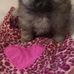 Taz - Cream sable male Pomeranian puppy in Eureka Springs, Arkansas from Maple Hills Poms