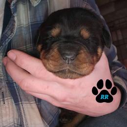 Teal - Black and mahogany female Rottweiler puppy in Tangent, Oregon from Raya's Royals