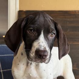 Johanna - White and liver female German Shorthaired Pointer puppy in Ulen, Minnesota from North Wind Gundogs