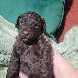 Mocha - Brown male Poodle puppy in Arkansas from Harper's Pups