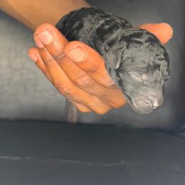 Pluto - Black male Poodle puppy in Fort Lauderdale, Florida from SoFlo Standard Poodles