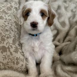 Polar - Parti male Goldendoodle puppy in Florence, South Carolina from Candy Doodles