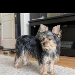 Bruce - Black and tan male Yorkshire Terrier puppy in Grafton, West Virginia from Gemstone Kennel