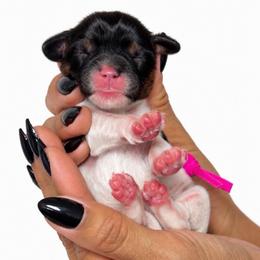 Emmy - Black tri-color female Assorted Doodle Crosses puppy in Yuciapa, California from AlltheDoodlez_