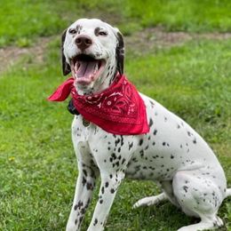 Envy - Dalmatian