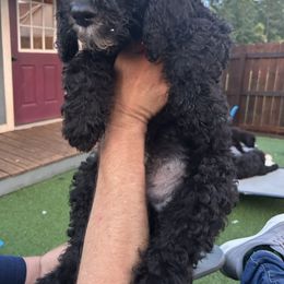 Freddie (red boy) - Parti male Poodle puppy in Gainesville, Georgia from Rose’s Goldendoodles & Standard Poodles
