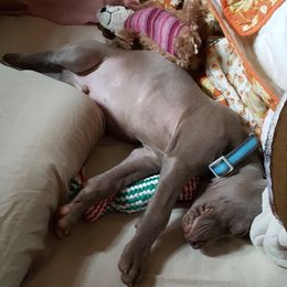Weimaraner Puppies from North Georgia Weims