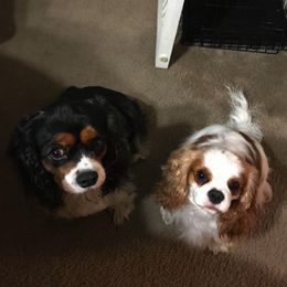 Cavalier King Charles Spaniel All Grown Up from Elizabeth Kessinger