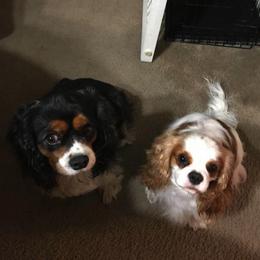 Cavalier King Charles Spaniel All Grown Up from Elizabeth Kessinger