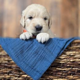 Martina - Golden female Golden Retriever puppy in Fruitland, Idaho from Bethel Retrievers