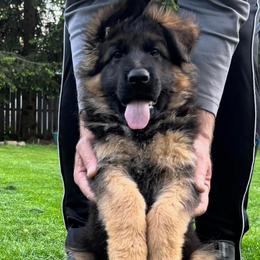Longcoat female - Black and red female German Shepherd puppy in Louisville, Kentucky from Haus of Beautiful Chaos German Shepherds