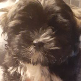 Lhasa Apso Puppies from Lots of Lhasa Love