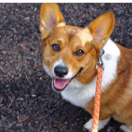 Hank  - Pembroke Welsh Corgi