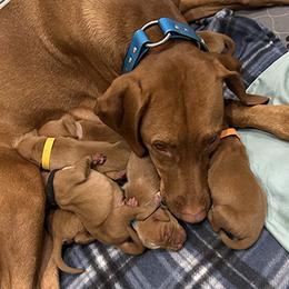 Brittany and Vizsla Puppies from Tequila Kennels