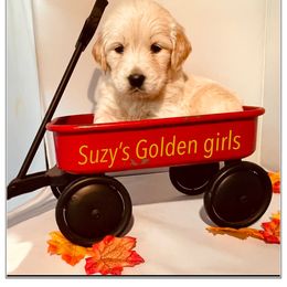 Golden Retriever Puppies from Suzy’s Golden Girls