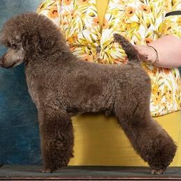 Dallas - Poodle