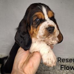 Flower - Black brown and white female Basset Hound puppy in Mack's Creek, Missouri from Mack's Creek Basset Hounds