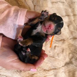 Ned - Tri-color male Bernedoodle puppy in Lake Panasoffkee, Florida from Donnas Deluxe Doodles LLC