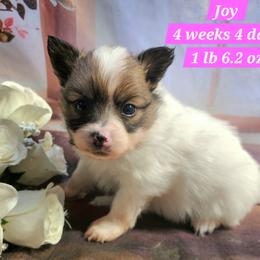 Joy - White female Companion Cross puppy in Davenport, Washington from Lovely Ladies and Little Asses Miniature Equines (L3A Pomeranians & Papillons)