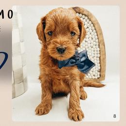 Cosmo - Red  male Goldendoodle puppy in Hilton, New York from The House of Goldendoodle