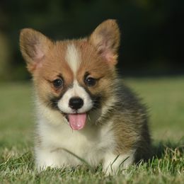 Sable Female 2 - Sable female Pembroke Welsh Corgi puppy in Kansas City, Missouri from Willow Creek Corgis