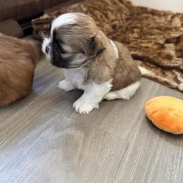 Girl 1 - Tricolor female Shih Tzu puppy in Jacksonville, Florida from Michi Shih-Tzu