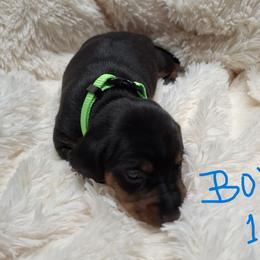 Boy 1 - Black and tan male Dachshund puppy in Salisbury, North Carolina from King's Dachshunds