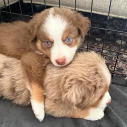 Ash - Red tri-color male Miniature American Shepherd puppy in Phoenix, Arizona from Outlaw Minis