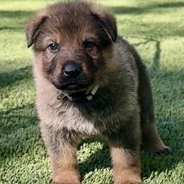 Pistol - Sable male German Shepherd puppy in Sonora, California from Elite Haus K9