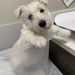 Scottish Terrier Puppies from Jaleh Armstrong