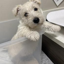 Scottish Terrier Puppies from Jaleh Armstrong